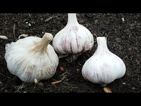 Видео: Выращивание чеснока посаженного целыми головками.
