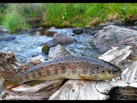 Видео: Лагодехи  "XXI век..."  #2