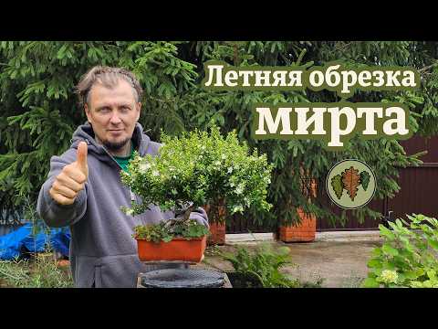 Видео: Летняя обрезка двух миртов на пути к бонсай