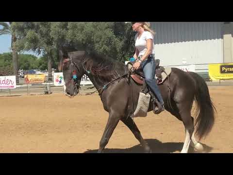 Видео: Как ездить на теннессийской прогулочной лошади — короткий видеоролик