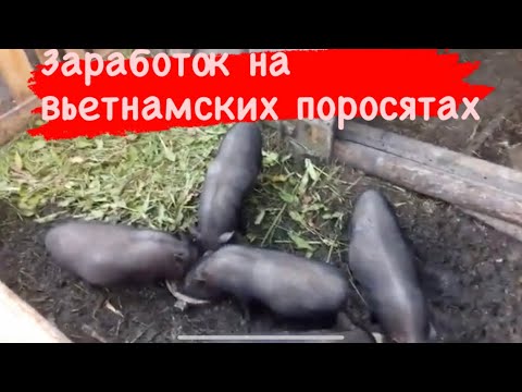 Видео: Мой заработок на вьетнамских свиньях (Разведение поросят￼)￼
