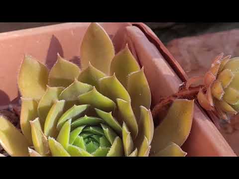 Видео: 🌵СУККУЛЕНТЫ в саду./ И снова ОНИ 🦦...