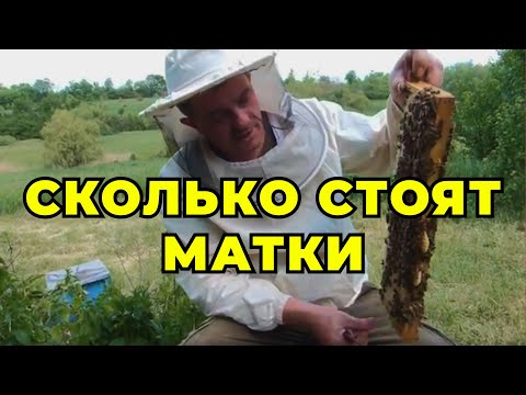 Видео: Тяжелий труд матковода