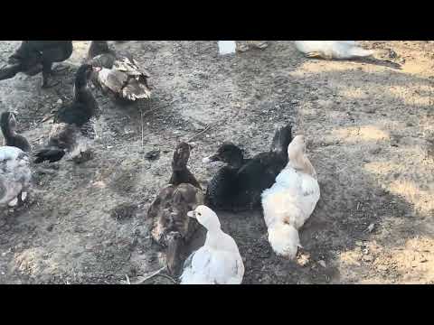 Видео: Птица подрастает, осень наступает.