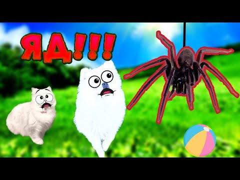 Видео: Ядовитый ПАУК УКУСИЛ Шанельку?!!