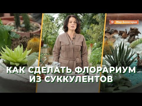 Видео: Как сделать флорариум из суккулентов: мастер-класс