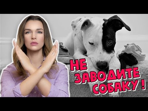 Видео: ПРИЧИНЫ НЕ ЗАВОДИТЬ СОБАКУ