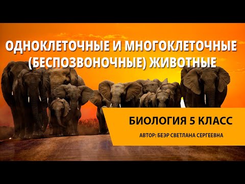 Видео: Одноклеточные и многоклеточные (беспозвоночные) животные