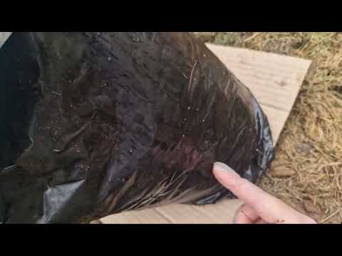 Видео: Ранний урожай!!!! Готовимся заранее!!!!!