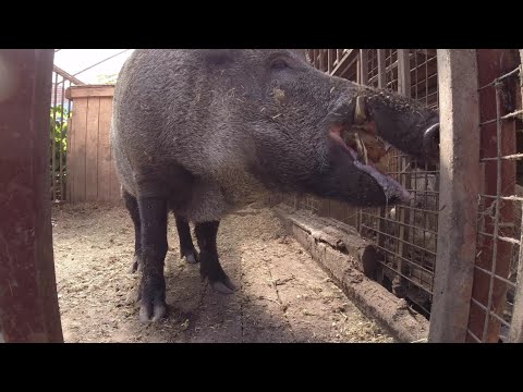 Видео: Кабан монстр Фунтик ест сёмгу!!!