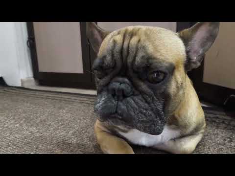 Видео: Спящая красавица #французскийбульдог #собакаприколы #собака #бульдог #frenchbulldog #funnydogvideos 