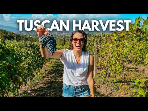 Видео: Сбор винограда в Тоскане! 🇮🇹 La Vendemmia на винограднике в Лукке, Италия