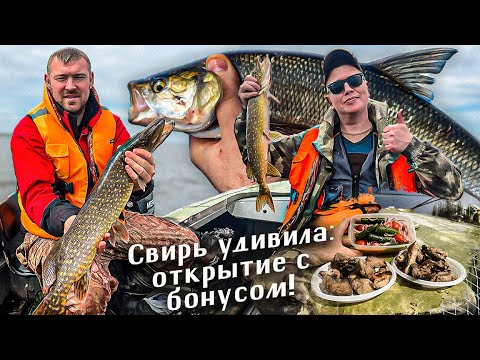 Видео: Долгожданный ЖЕРЕХ и отличный клёв хищной рыбы на реке Свирь. #рыбалка #fishing
