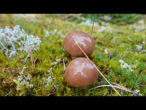 Видео: Грибная разведка 16 сентября 2022г. Приозерский район