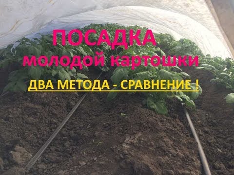 Видео: Картопля під агроволокном або під плівкою – порівняння. Посадка. Вирощування. Догляд. Полив. Врожай