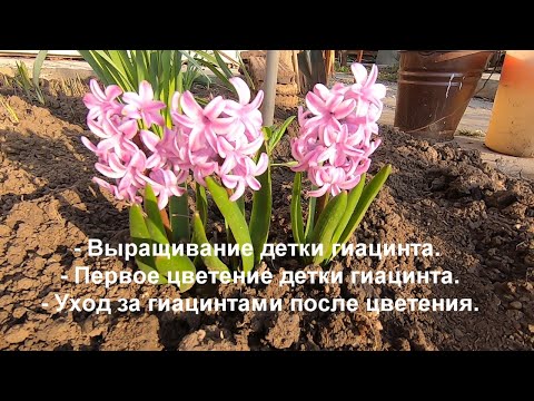 Видео: Детки гиацинта. Когда зацвели детки гиацинта? Уход за гиацинтами после цветения.