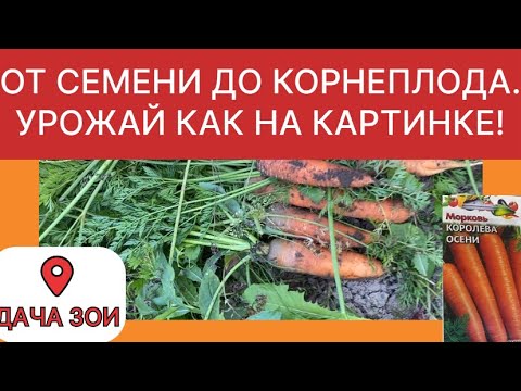 Видео: ОТ СЕМЕНИ ДО КОРНЕПЛОДА. УРОЖАЙ КАК НА КАРТИНКЕ 