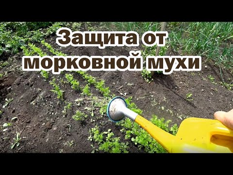 Видео: Самый безопасный способ отпугнуть морковную муху