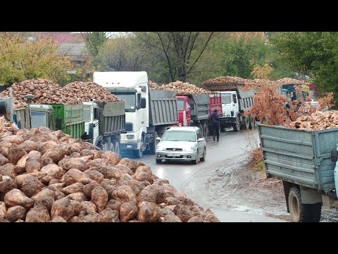 Видео: Почему выращивать сахарную свеклу не выгодно? / 11.03.21 / НТС