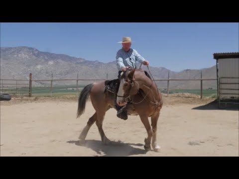 Видео: Остановка одним поводом, ответы на некоторые вопросы и ковбойский этикет, часть 1