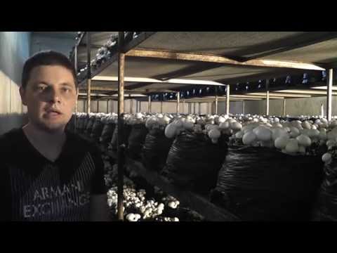 Видео: Как заработать на грибах. Полив.How to make money on mushrooms.Watering.