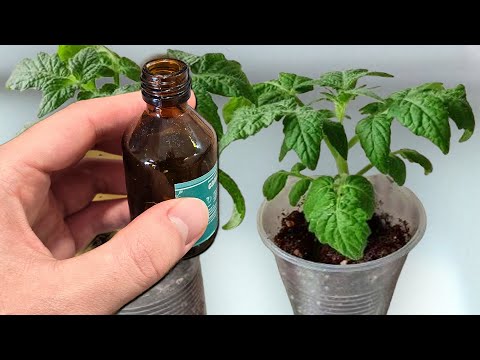 Видео: 1 Капля и рассада толстеет на глазах! Лучшая подкормка для любой рассады от вытягивания