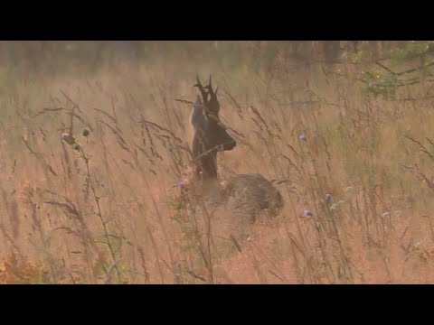 Видео: Охота на косулю на гону с манком. Попали в зоопарк. Hunting for roe deer during the rut with a decoy