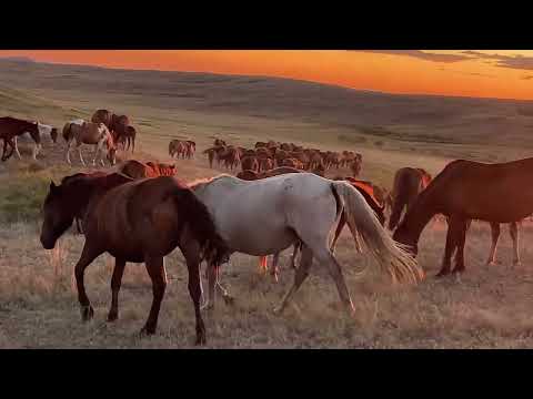 Видео: Ответ на комментарии моих подписчиков.   #айгыр #жылкы #интересно #лошади #жеребец #