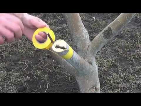 Видео: Прививка яблони.  Grafting Apple trees