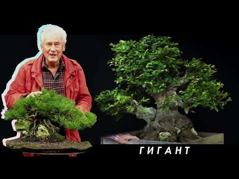 Видео: МЕЖДУНАРОДНАЯ БОНСАЙ АКАДЕМИЯ с Уолтером Полом 2013 - Часть 2 / "Гиганты"