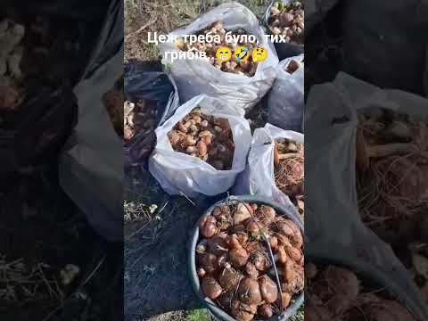 Видео: цеж треба було тих грибів
