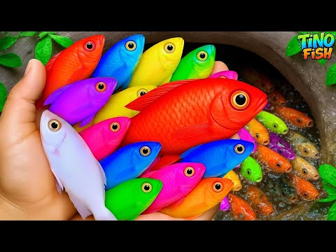 Видео: Поймайте в маленьком пруду разноцветных декоративных рыбок, пецилий, мальков черепах, золотых рыб...