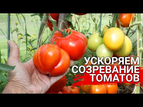 Видео: Томаты не зреют? Чем помочь?