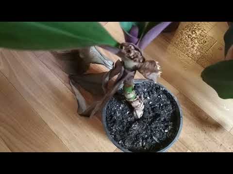 Видео: РЭО - почему чернеют и отмирают листья на растении?/REO - why do the leaves on the plant turn black?