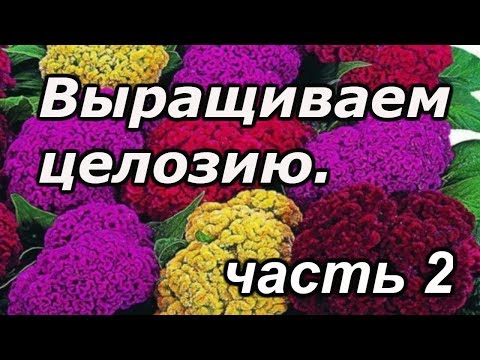 Видео: Целозия - как вырастить качественную рассаду целозии! Фильм 2.