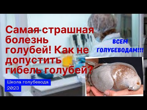 Видео: Самая страшная болезнь голубей! Как не допустить гибель голубей?