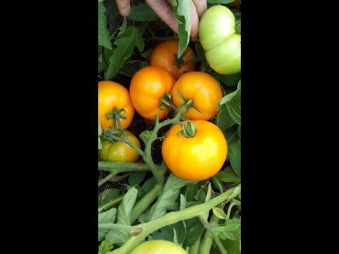 Видео: KS18(Айсан) от Китано. Подкормки, обработки