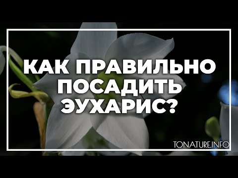 Видео: Как правильно посадить эухарис? | toNature.Info