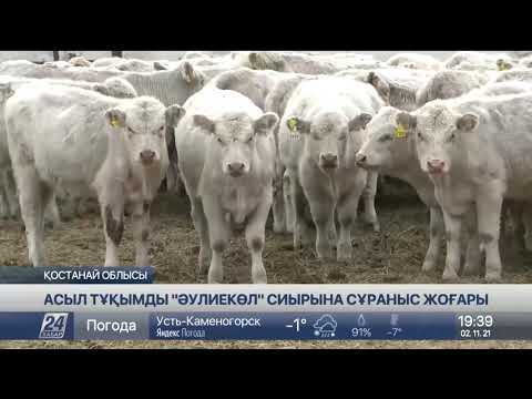 Видео: Қостанай облысында асыл тұқымды «Әулиекөл» сиыры көбейіп келеді