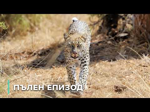 Видео: Дивата мрежа: Как всяко същество оформя дивата природа на Замбия | Разкази от Замбия 107