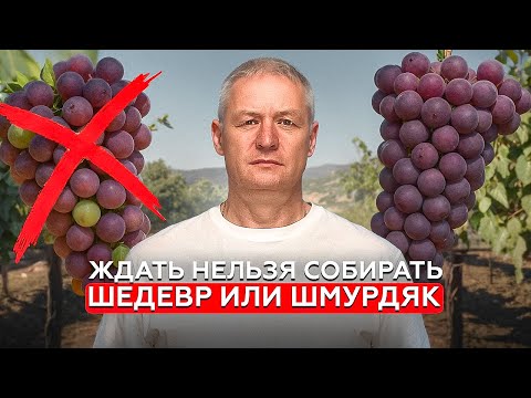 Видео: Секрет премиальных вин от винодела : Почему нельзя торопиться со сбором винограда
