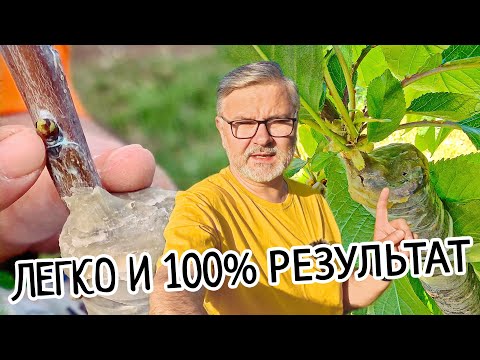Видео: Прививка плодовых деревьев. ДЕРЕВО САД. Самый простой способ прививки весной, летом и осенью.