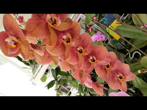 Видео: Орхидеи и РАСТИ БУДУТ, и ЦВЕСТИ НЕ ЗАБУДУТ. Я делаю так...
