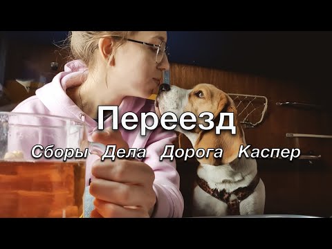 Видео: 1. ПЕРЕЕЗД | Собираю вещи, лечу собаку и утопаю в делах | KURSKAYA