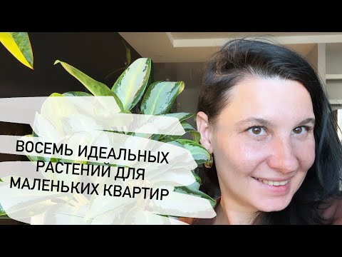 Видео: Восемь идеальных комнатных растений для маленьких квартир