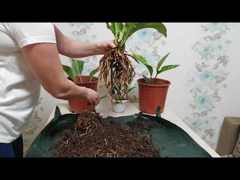Видео: Антуриум пересадка,деление, размножение,Anthurium Variegata,состав грунта.