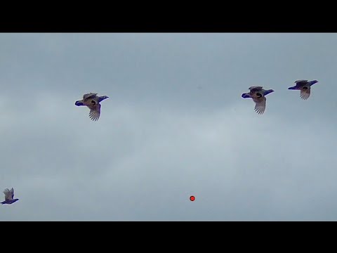 Видео: KEKLİK AVI DERLEMELERİ. MÜKEMMEL SAHNELER Partridge hunting,охота на куропатку, chasse à la perdrix