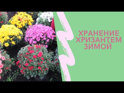 Видео: Хранение мультифлоры зимой в Сибири.