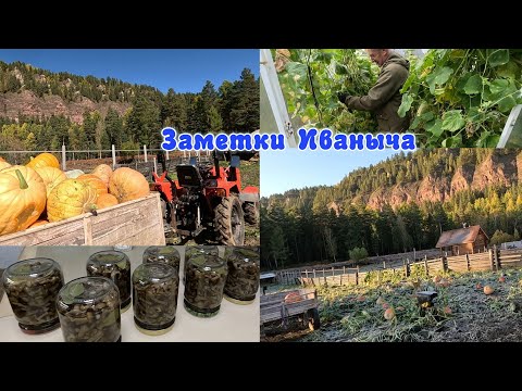 Видео: Жизнь в селе: дары осени (тыква наросла и опята в лесу пошли)