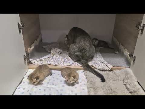 Видео: Батя врач 😊 16 дней котятам Шанель 😊